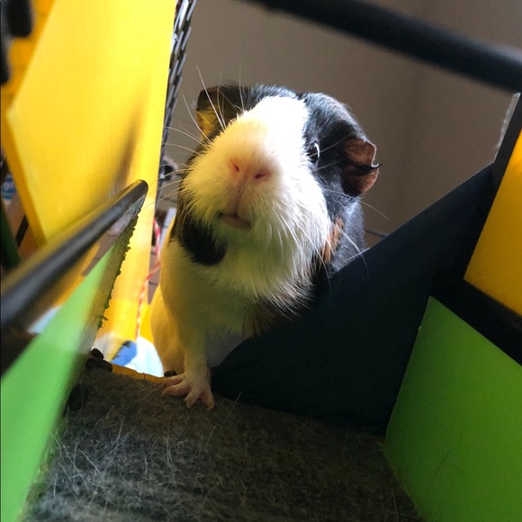 Meet your Posher, Katie - Picture 2 of 16